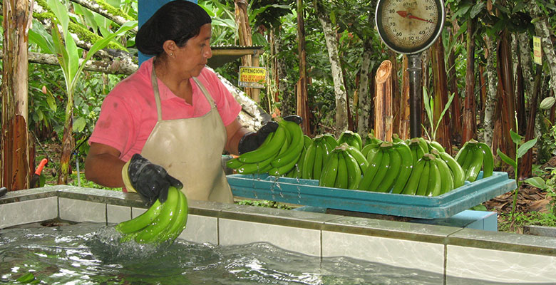 Eva wäscht Bananen